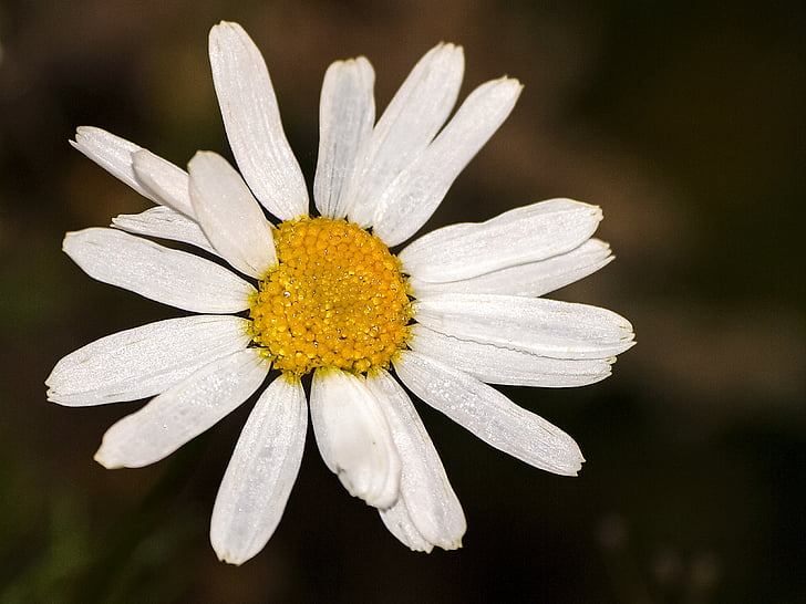 Marguerite, Blume, Blüte, Bloom, Anlage, Natur
