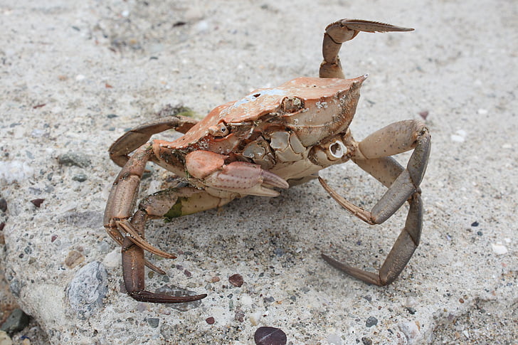 crab, coastal, beach, stone