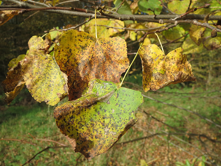 Tilia cordata, piccolo-leaved calce, piccolo-leaved linden, piccolo-leaved linden, albero, foglie, autunno