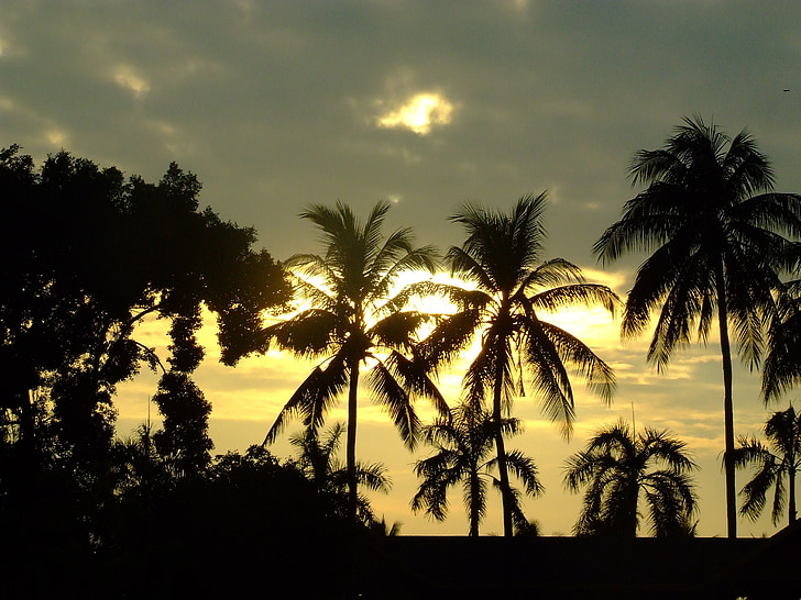 zonsondergang, kokospalm, Thailand, palmen, schemering, tropische