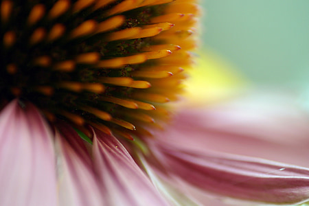 echinacea, 꽃, 꽃, 블 룸, 오시, 매크로