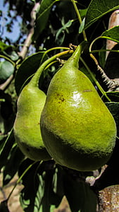 pear, fruit, tree, garden, food, fresh, healthy