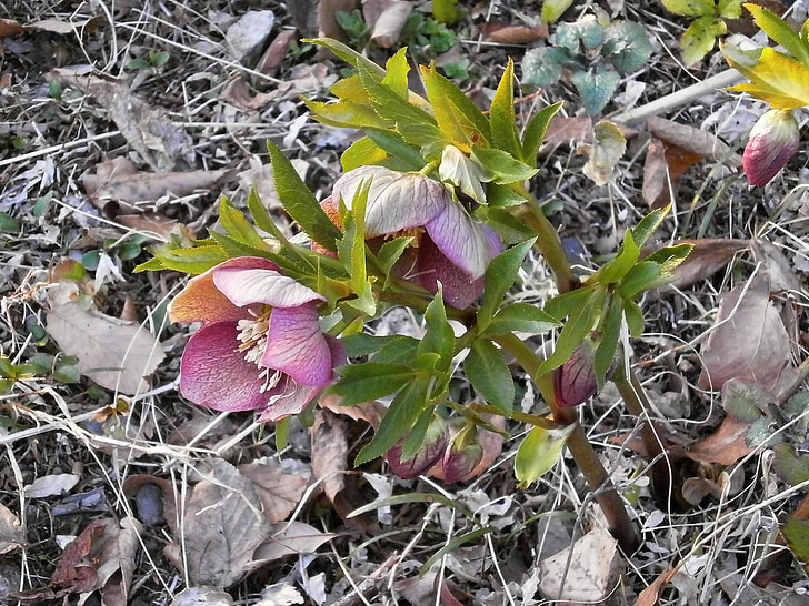 Julerose, forårsblomster, Nyserod, Ranunculaceae