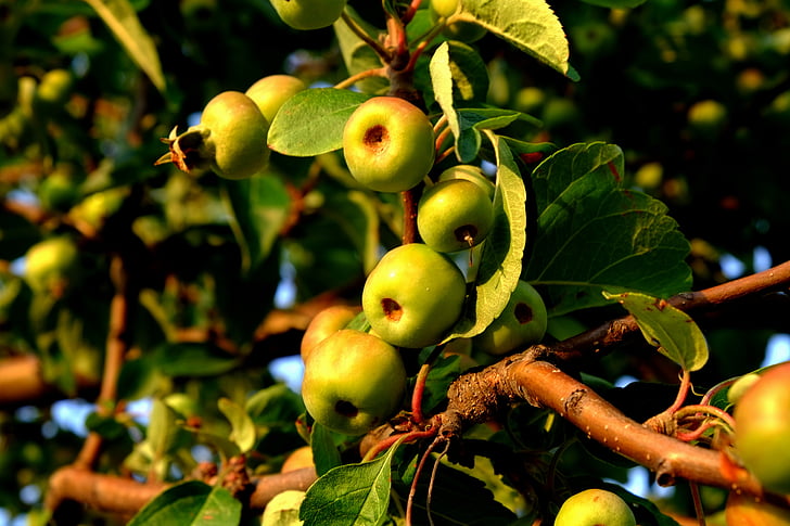 Măr sălbatic, sălbatice de creştere, fructe, natura, comestibile, gustoase, fructe