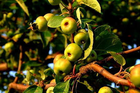 wilde appel, wildgroei, vruchten, natuur, eetbare, smakelijke, fruit
