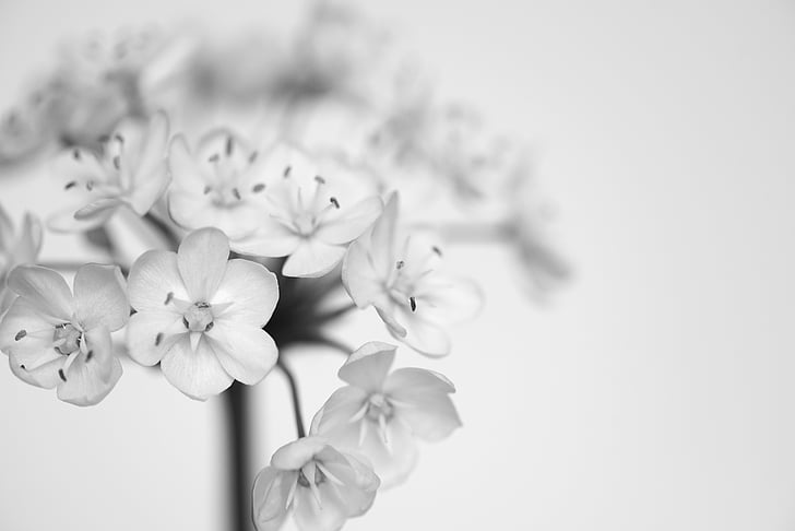 pora cvetovi, bela, črno-belo snemanje, cvetje, majhnimi cvetovi, bele rože, blizu