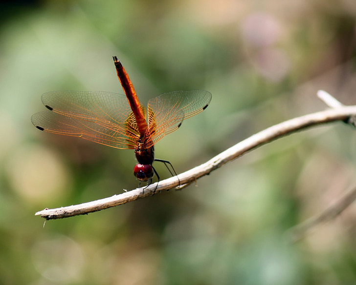 Dragonfly, hyönteinen, siipi, lentää, bug, Wild, hauraus