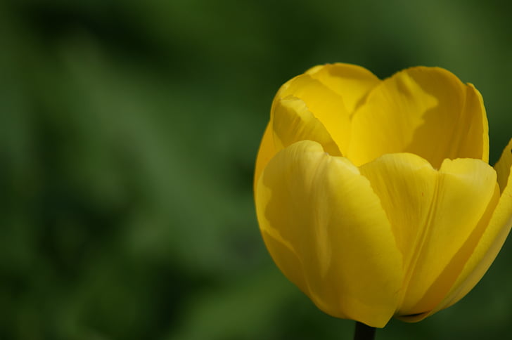 Tulip, gul, blomma, Holland, naturen, Vacker, våren