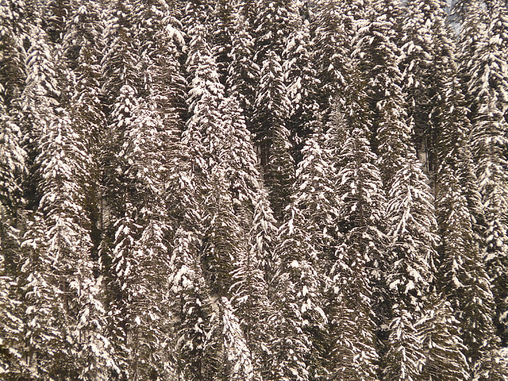 fir, firs, snowy, fir forest, tree, winter, snow