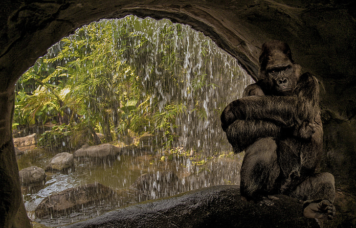 mico, goril·la, cova, l'aigua, cascada, pensar, relaxació