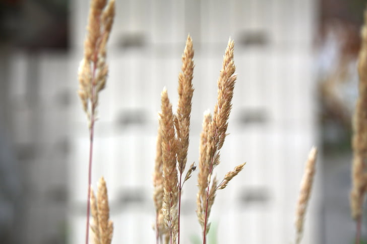 cereals, macro, close, summer, dry