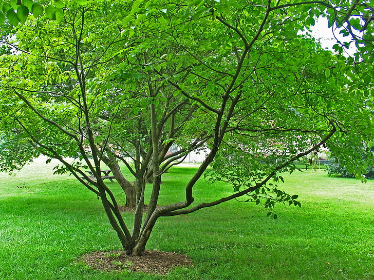 tree, park, sunny, bright