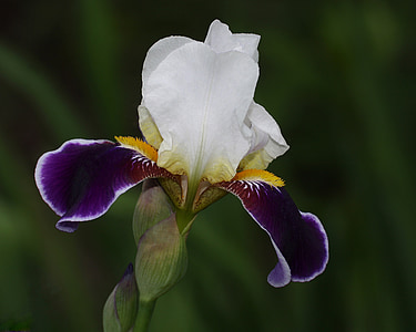 Iris, flor, obtenir així, targetes, Jardineria