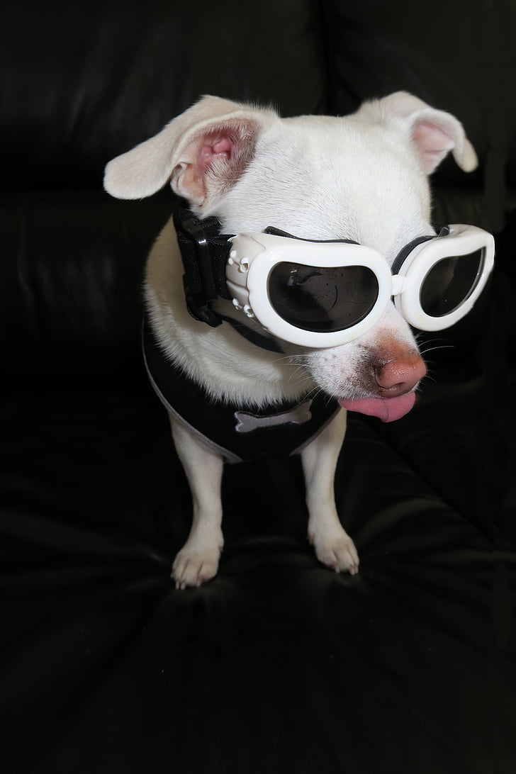 hewan peliharaan, Chihuahua, menyenangkan, kacamata hitam, anjing, Manis