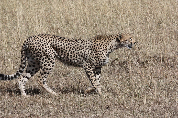 Cheetah, Hunt, Predator, kass, kiirus, Kiire, loomade maailm