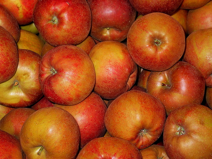 apple de lousa, Apple, Boskoop, rolamento de apple, maçã assada, venda, saudável