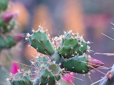 flower, cactus, pink, thorn, nature, desert, succulent Plant