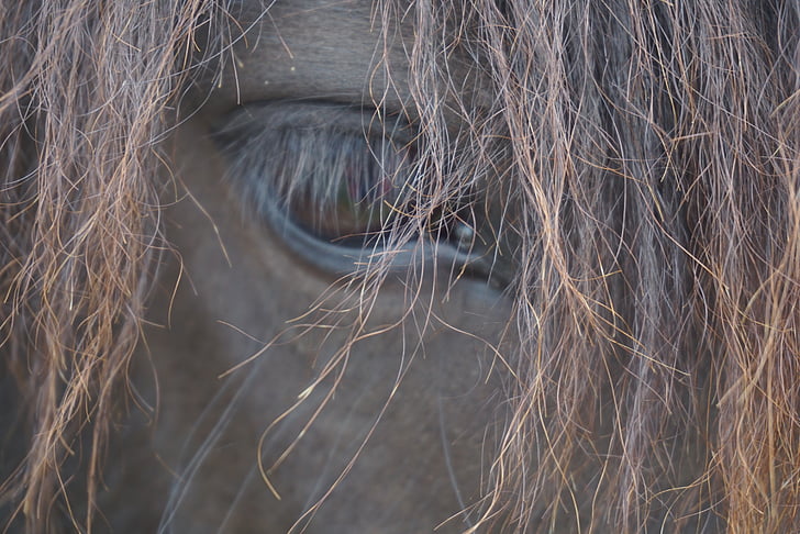 άλογα, χαίτη, κεφάλι αλόγου, Mare, κεφάλι, πόνι της Ισλανδίας, Ισλανδική άλογο