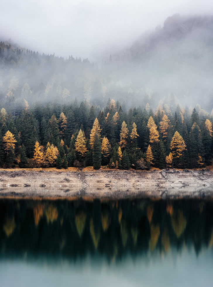 trees, plants, nature, forests, lake, water, reflection