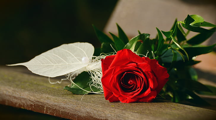 ruže, červená ruža, narodeniny, s pozdravom, deň svätého Valentína, Deň matiek, Blahoželám
