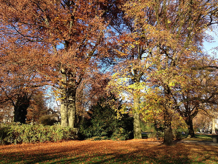 rudenį, rudens diena, lapai, Auksinis ruduo, saulės spindulių, lapai rudenį, oranžinė