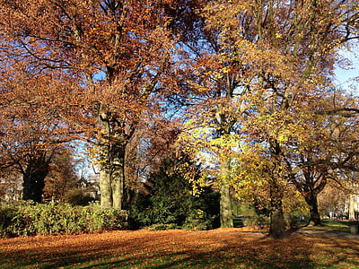 podzim, podzimní den, listy, zlatý podzim, sluneční světlo, listy na podzim, oranžová