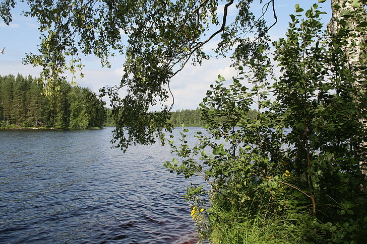 Finland, Helmer, søen, sommer, landskab, træ