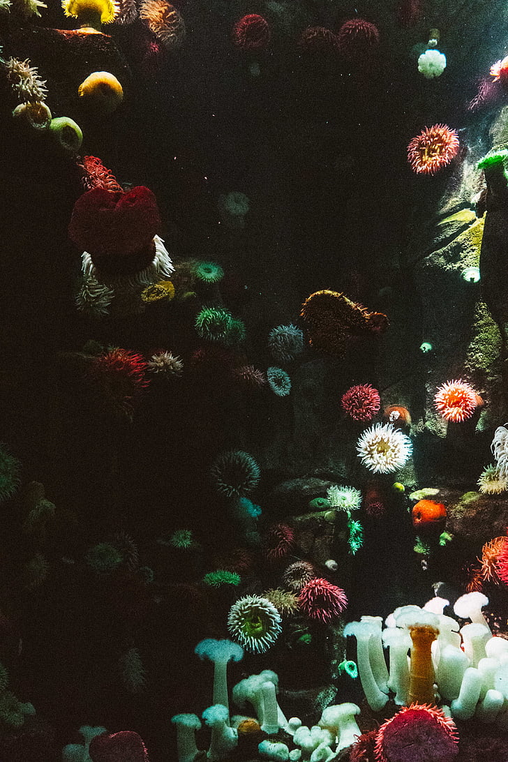 anemone, aquarium, art, color, coral, decoration, environment