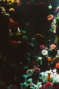 银莲花, 水族馆, 艺术, 颜色, 珊瑚, 装饰, 环境