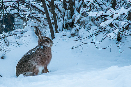 winter, hare, fur, snow