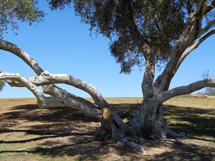 tree, landscape, scenic, park, beautiful, summer, sky