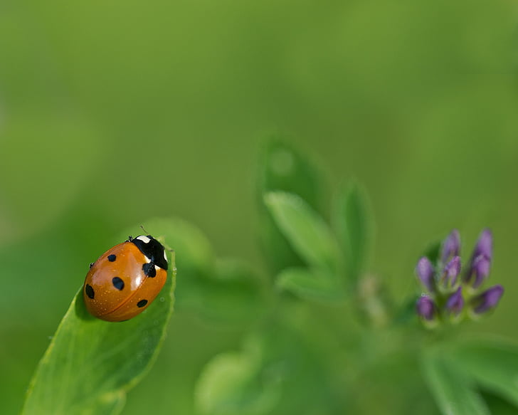 Ladybug, Klee, alfalfa, heldig sjarm, flaks, nyttårsdag, fire firkløver