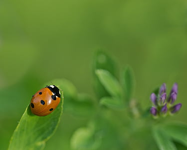 ladybug, klee, alfalfa, lucky charm, luck, new year's day, four leaf clover
