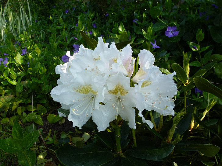 rhododendron, Blossom, mekar, putih, bunga, putih hijau, tanaman