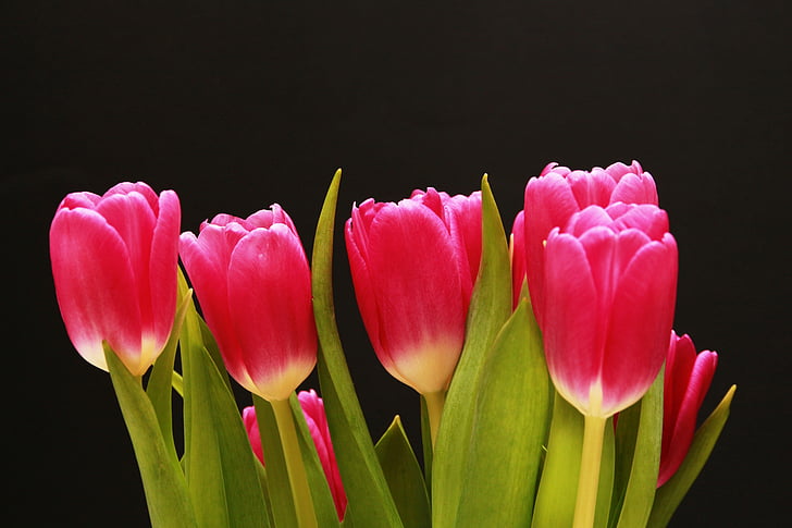 tulipas, vermelho, -de-rosa, lírio, planta, flores ornamentais, fechar