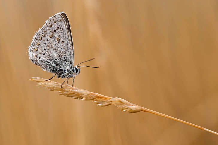 common blue, butterfly, macro, insect, close, nature, one animal