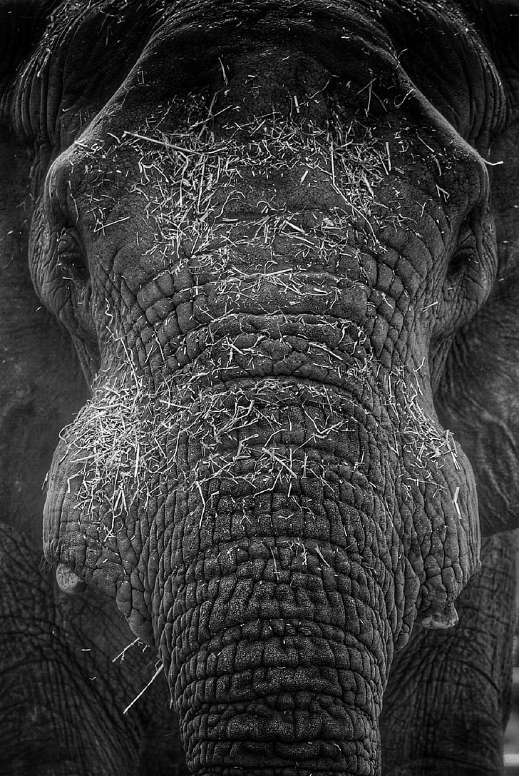 Elephant, pää, musta ja valkoinen, muotokuva, ryppyjä, runko, silmät
