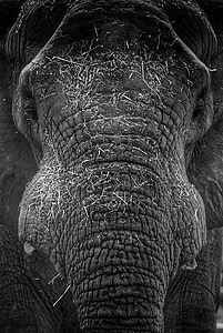大象, 头, 黑色和白色, 肖像, 皱纹, 树干, 眼睛