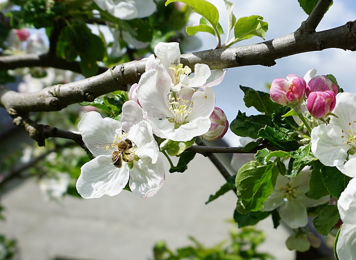 bee, apple blossom, blossom, bloom, pollination, white, apple tree blossom
