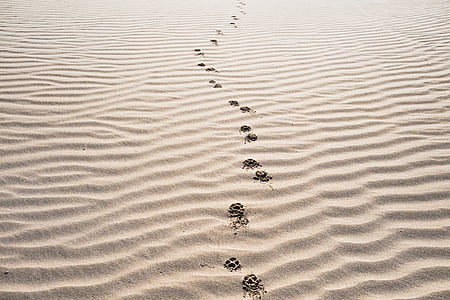 sand, footprints, beach, desert, landscape, nature, sand Dune
