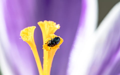 Nettle jewel beetle, Ried cỏ bọ cánh cứng, brachypterus urticae, bọ cánh cứng, bọ cánh cứng nhỏ, thân cây có hoa của một crocus, ngồi