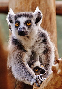APE, Lemur, Świat zwierząt, ogród zoologiczny, Mama, młode zwierzę, bezpieczeństwa