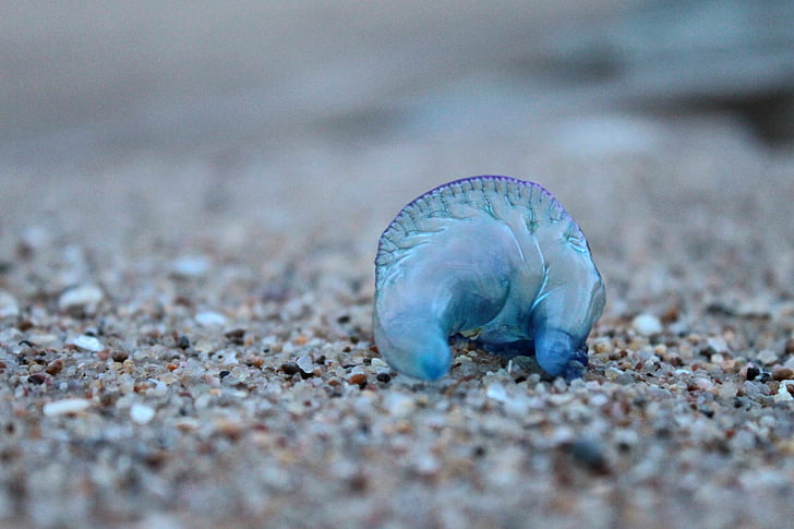 bottiglia blu, meduse, animale, natura, invertebrati marini, spiaggia