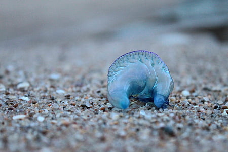 sticla albastru, meduze, animale, natura, nevertebrat, plajă