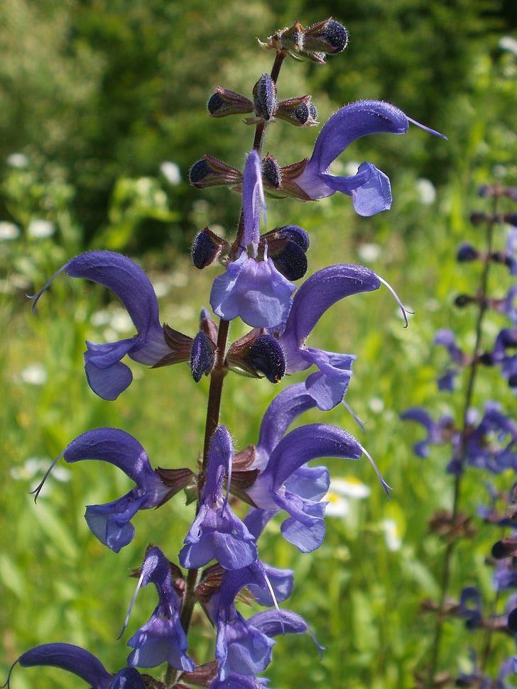 salvia pratensis, lamiaceae, meadow sage, meadow clary, introduced sage, flora, botany
