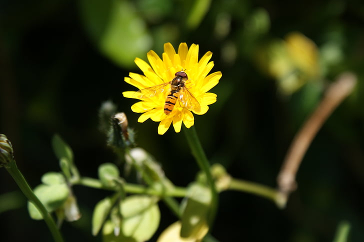 Hoverfly, λουλούδι, λουλούδι μύγα, syrphid fly, syrphus fly, Κίτρινο, άνθος