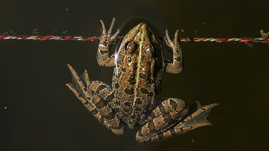 frog, animal, toads, nature, water, aquatic animal, amphibian
