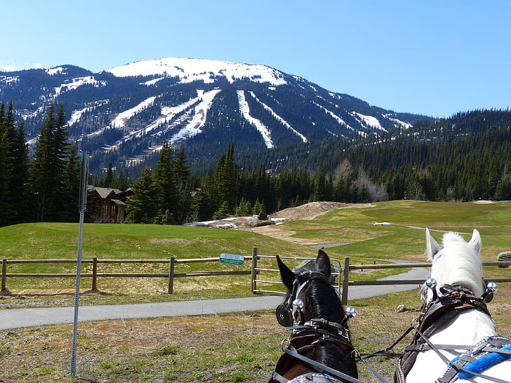 tažní koně, Sun peaks, lyžařské středisko, Britská Kolumbie, Kanada, krajina, Příroda