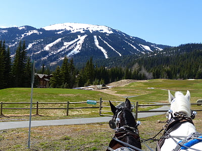 pārvadāšanu zirgiem, saule virsotnēm, slēpošanas kūrorts, British columbia, Kanāda, ainava, daba
