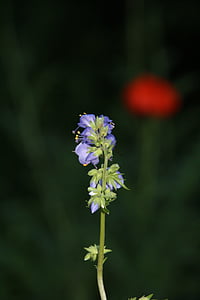 Drabina Jakubowa, ogród, kwiat, Bloom, fioletowy